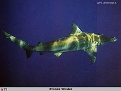 GCSR037-Bronze_Whaler copia